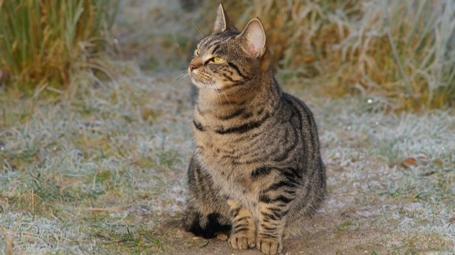 Осінь бере своє: синоптики прогнозують нічні морози