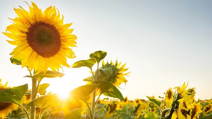 Болгарія на два місяці заборонила імпорт українського соняшника