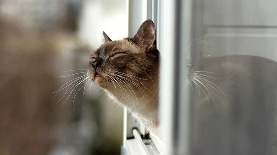 В Україні пригріє до +23°